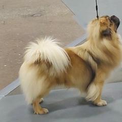 Tibetan Spaniel Puppies from Shangri-La Tibetan Spaniels