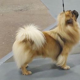 Tibetan Spaniel Puppies from Shangri-La Tibetan Spaniels