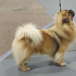 Tibetan Spaniel Puppies from Shangri-La Tibetan Spaniels