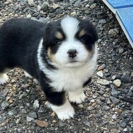 Miniature American Shepherds from Breton Sands