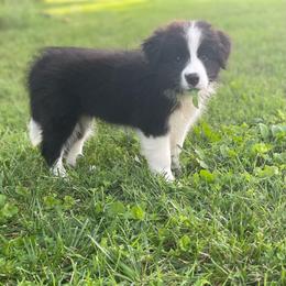 Silks - Black and white female Border Collie puppy in Olney, Illinois from Heronwood Border Collies