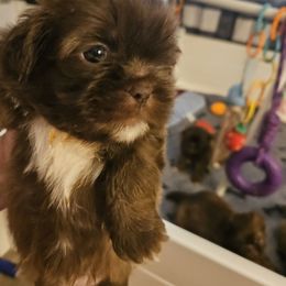 Hershey - Liver and white male Shih Tzu puppy in Cook County, Illinois from My Tzu Crew