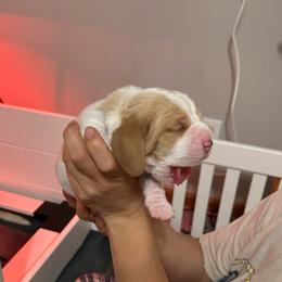 Sage - Lemon and white female Basset Hound puppy in Willow Spring, North Carolina from Blackberry Creek Basset Hounds