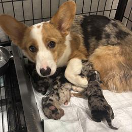 Assorted Doodle Crosses puppies from Pretty Poo