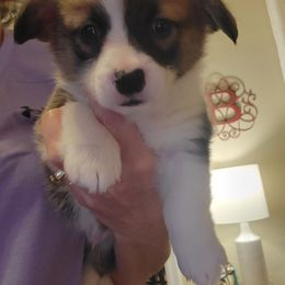 Pembroke Welsh Corgi Puppies from Joyce's Pembroke Welsh Corgis