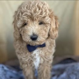 Goldendoodle, Maltipoo, and Poodle Puppies from Winchester Hills Poodles and Doodles