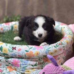 Phoebe - Black & white female Miniature Australian Shepherd puppy in California from Eagle River Aussies