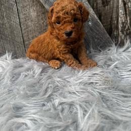 Red collar - Red  male Poodle puppy in Fredericktown, Missouri from Ellie & Co. Doodles and Poodles