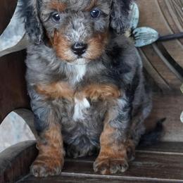 Girl 1 - Blue merle female Aussiedoodle puppy in Lawton, Oklahoma from Lindsey’s Aussies