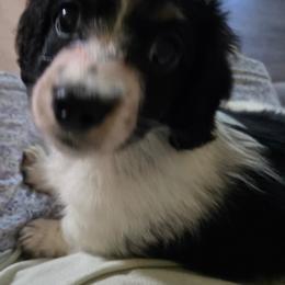 Girl 1 - Piebald female Dachshund puppy in De Land, Florida from Double Aces Doxies