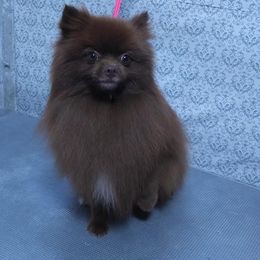 Stupi - Pomeranian