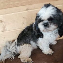 Legend - Shih Tzu