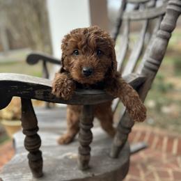 Green boy - Red  male Goldendoodle puppy in Mint Hill, North Carolina from DoodleForever