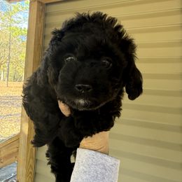 Rhett - Black male Goldendoodle puppy in Wiggins, Mississippi from Hall Family Doodle Ranch