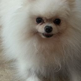 Casper - Pomeranian
