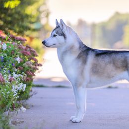 Siberian Huskies from Winters Promise Siberians