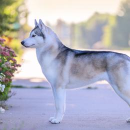 Siberian Huskies from Winters Promise Siberians