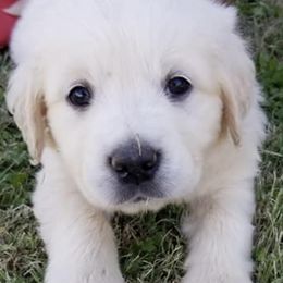Golden Retrievers from Prairie Winds Goldens