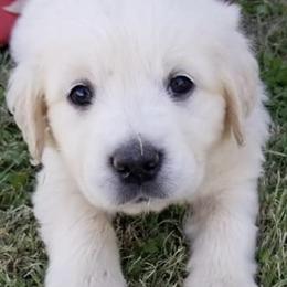 Golden Retrievers from Prairie Winds Goldens
