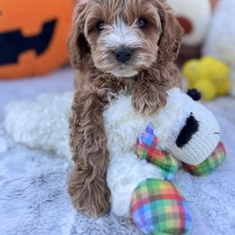 Aussiedoodle and Cavapoo Puppies from Pawsome Aussie Doodles and Oodles
