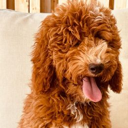 Harper - Goldendoodle