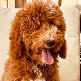 Harper - Goldendoodle