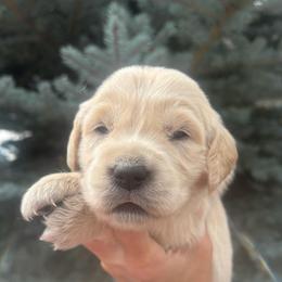 Cream Collar Girl 1 - Golden female Golden Retriever puppy in Salt Lake City, Utah from Deseret Peak Goldens
