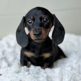 Monza - Black and tan female Dachshund puppy in Crystal, Michigan from Mare-Bella Smoothcoat Edition