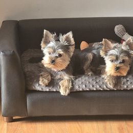 Yorkshire Terrier Puppies from Yorkie Puppies Redwood Ranch Chicago