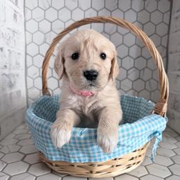 Holly - Cream female Goldendoodle puppy in Mount Pleasant, Utah from Betty's Goldendoodles