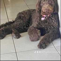 Goldendoodle Puppies from Dem GoldenDoodles