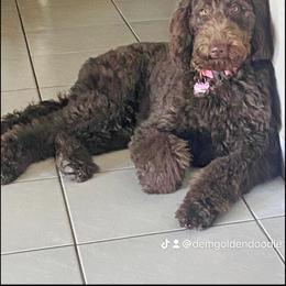 Goldendoodle Puppies from Dem GoldenDoodles