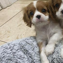 Blake - Blenheim male Cavalier King Charles Spaniel puppy in Los Angeles, California from Myles Barnum