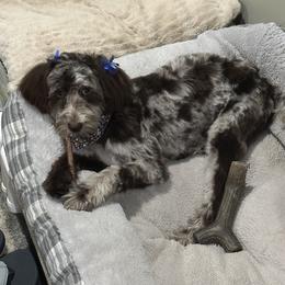 Aussiedoodle Puppies from Dani's Dandy Doodles