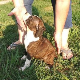 Boxer Puppies from Layne's Boxers