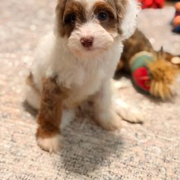 Puddles - Merle male Cavapoo puppy in Colcord, Oklahoma from Copper Lane Aussies, Doodles & Cavapoos