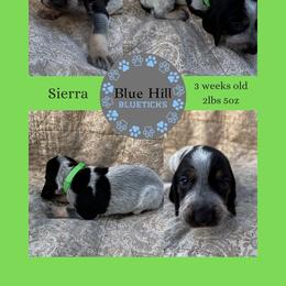 Sierra - Blue ticked and tan female Bluetick Coonhound puppy in Richfield Springs, New York from Blue Hill Blueticks