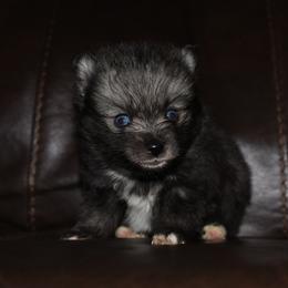 Baz - Wolf sable male Pomsky puppy in Coos Bay, Oregon from Ocean View Pomskies