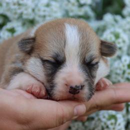 Bijou - Red female Pembroke Welsh Corgi puppy in Pollock, Missouri from Northstar