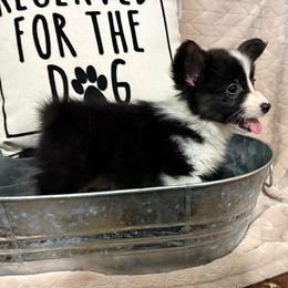 Full fluffy Emma - Black and white female American Corgi puppy in Decatur, Texas from Bar S Corgis