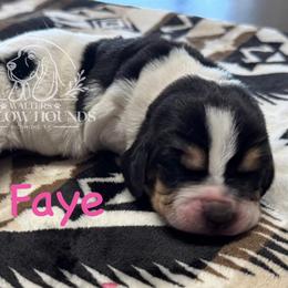 Faye - Black white and brown female Basset Hound puppy in Richmond, Kentucky from Walters Hollow Hounds