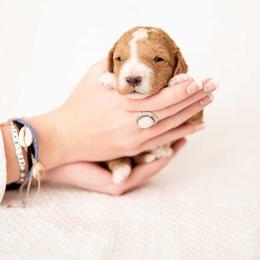 Maple - Apricot female Goldendoodle puppy in Meridian, Idaho from Country Club Doodles