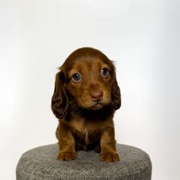Dachshund Puppies from Truehearted Miniature Dachshunds