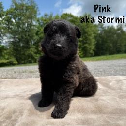 Pink AKA Stormi - Black female German Shepherd puppy in Terra Alta, West Virginia from Shepherd Country Farm and Kennels