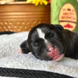 TBD 6 - Brindle female Staffordshire Bull Terrier puppy in Houston, Texas from Breaking Bad Staffords