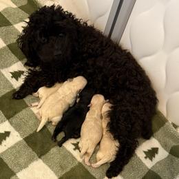 Stella - Poodle