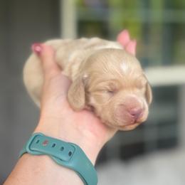 Sky's creamy golden - Cream female Dachshund puppy in Mooresboro, North Carolina from Walker Family Pups