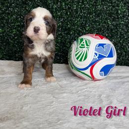Violet Girl - Blue merle female Bernedoodle puppy in Modesto, California from Two Doods Doodles