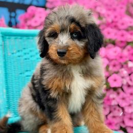 Logan - Blue merle male Aussiedoodle puppy in Lancaster, Minnesota from Finney Ranch