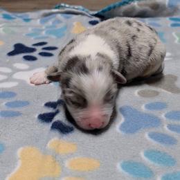 Lilly - Blue merle female Miniature Australian Shepherd puppy in Leonard, Texas from Tin Roof Aussies